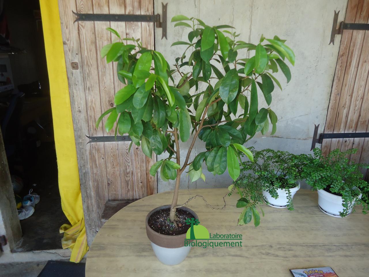 Comment Faire Germer Des Graines De Corossol Comment faire pousser un arbre Corossol Graviola | Graviola