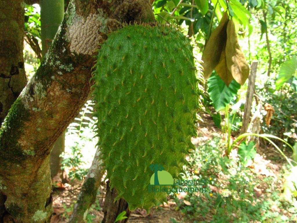 Acheter du fruit du graviola contre le cancer, ces feuilles et ces graines sur biologiquement.shop