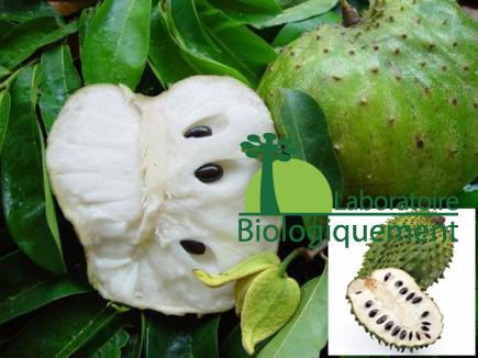 Le fruit de graviola corossol bio anticancer naturel