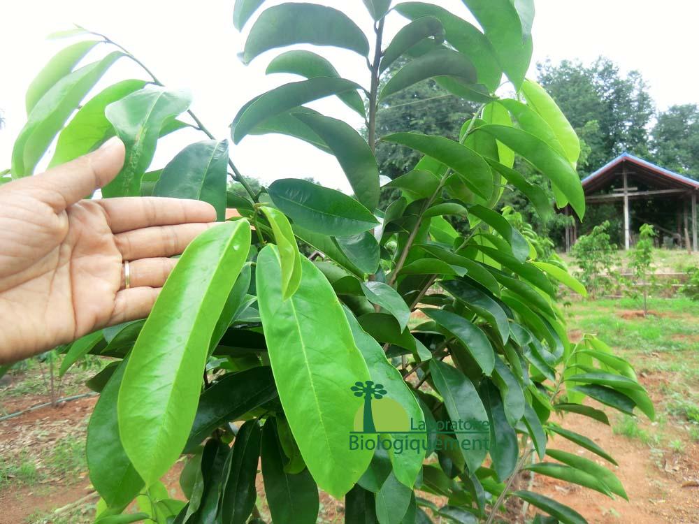 Le corossolier qui produit les feuilles de graviola corossol anticancer naturel puissant